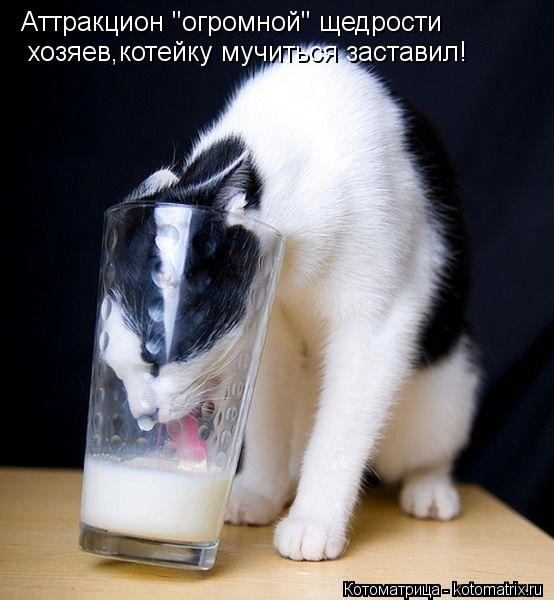 Аттракцион "огромной" щедрости хозяев,котейку мучиться заставил!... Котоматрица: Аттракцион "огромной" щедрости хозяев,котейку мучиться заставил!