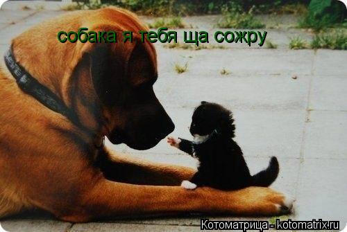 собака я тебя ща сожру собака я тебя ща сожру... Котоматрица: собака я тебя ща сожру собака я тебя ща сожру
