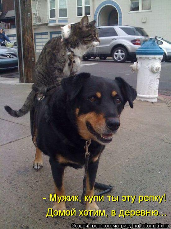 - Мужик, купи ты эту репку! Домой хотим, в деревню...... Котоматрица: - Мужик, купи ты эту репку! Домой хотим, в деревню...