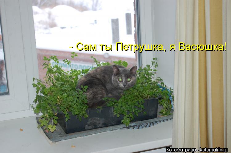 - Сам ты Петрушка, я Васюшка!... Котоматрица: - Сам ты Петрушка, я Васюшка!