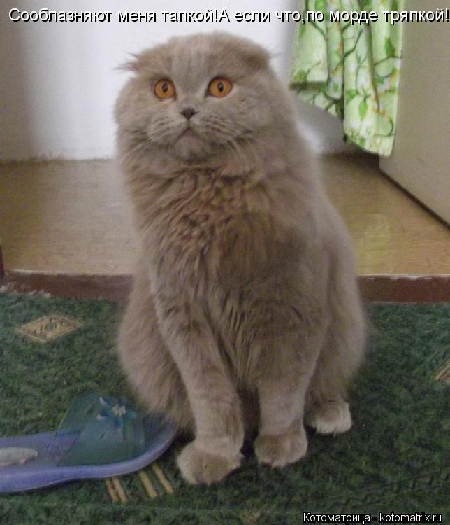 Сооблазняют меня тапкой!А если что,по морде тряпкой!... Котоматрица: Сооблазняют меня тапкой!А если что,по морде тряпкой!