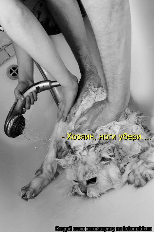- Хозяин, ноги убери....... Котоматрица: - Хозяин, ноги убери....