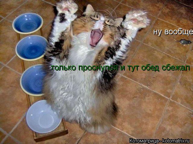 только проснулся и тут обед сбежал ну вообще... Котоматрица: только проснулся и тут обед сбежал ну вообще