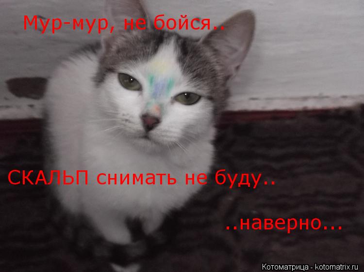 Мур-мур, не бойся.. СКАЛЬП снимать не буду.. ..наверно...... Котоматрица: Мур-мур, не бойся.. СКАЛЬП снимать не буду.. ..наверно...