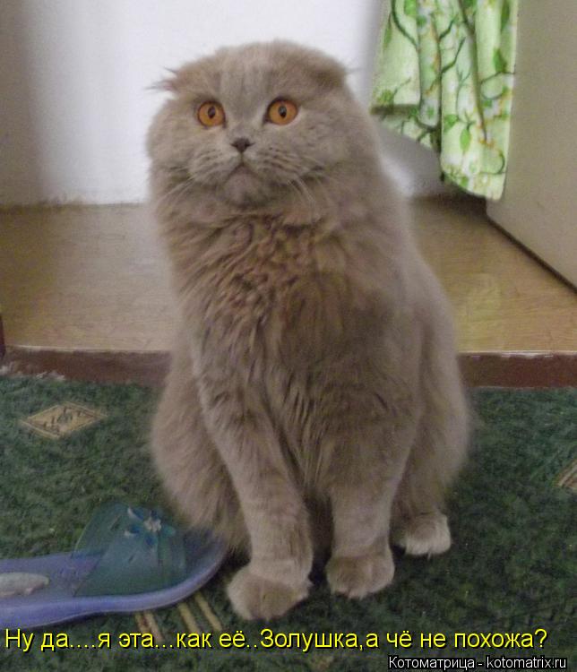 Ну да....я эта...как её..Золушка,а чё не похожа?... Котоматрица: Ну да....я эта...как её..Золушка,а чё не похожа?