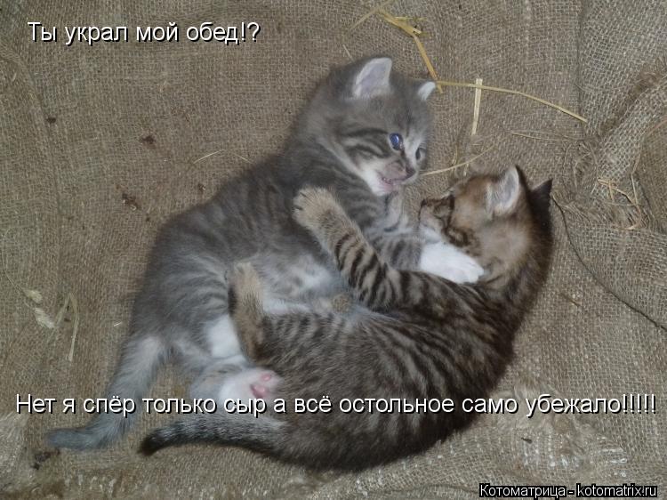 Ты украл мой обед!? Нет я спёр только сыр а всё остольное само убежало!!!!!... Котоматрица: Ты украл мой обед!? Нет я спёр только сыр а всё остольное само убежало!!!!!
