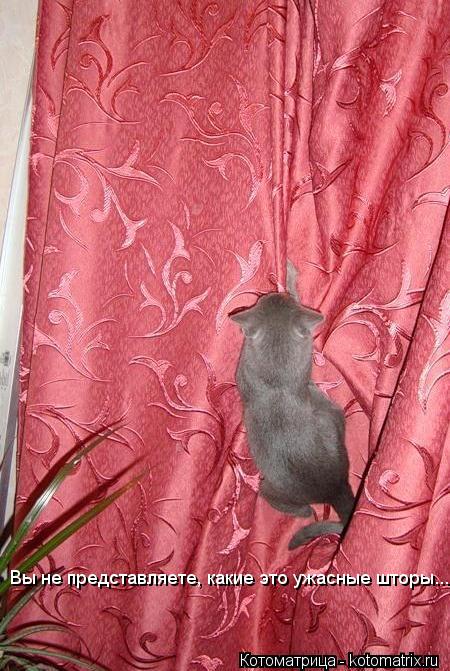 Вы не представляете, какие это ужасные шторы...... Котоматрица: Вы не представляете, какие это ужасные шторы...