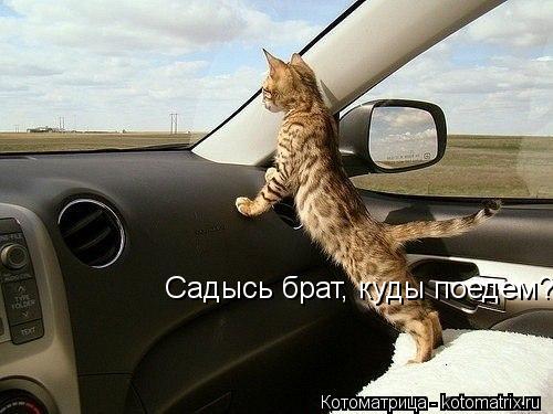 Садысь брат, куды поедем?... Котоматрица: Садысь брат, куды поедем?