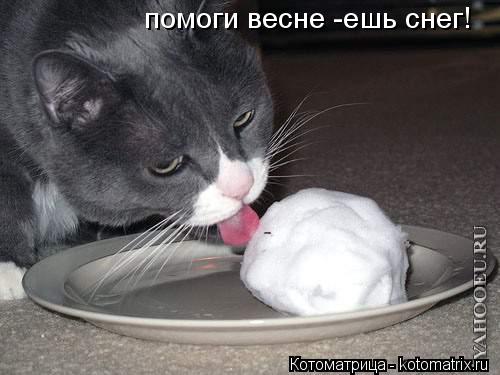 помоги весне -ешь снег!... Котоматрица: помоги весне -ешь снег!