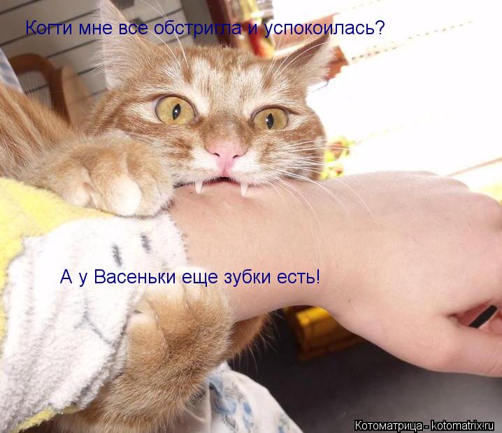 Когти мне все обстригла и успокоилась? А у Васеньки еще зубки есть!... Котоматрица: Когти мне все обстригла и успокоилась? А у Васеньки еще зубки есть!