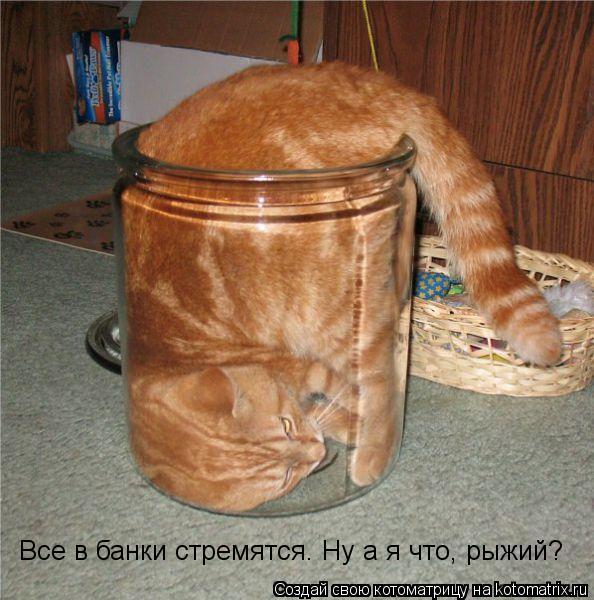 Все в банки стремятся. Ну а я что, рыжий?... Котоматрица: Все в банки стремятся. Ну а я что, рыжий?