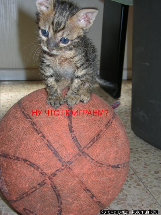 НУ ЧТО ПОИГРАЕМ?... Котоматрица: НУ ЧТО ПОИГРАЕМ?