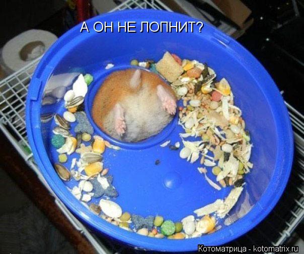 А ОН НЕ ЛОПНИТ?... Котоматрица: А ОН НЕ ЛОПНИТ?