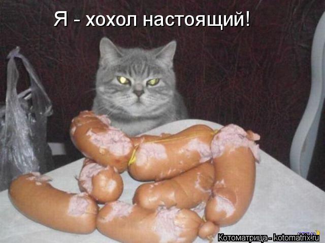 Я - хохол настоящий!... Котоматрица: Я - хохол настоящий!