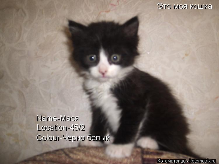 Name-Мася Colour-Чёрно белый Location-45/2 Это моя кошка... Котоматрица: Name-Мася Colour-Чёрно белый Location-45/2 Это моя кошка