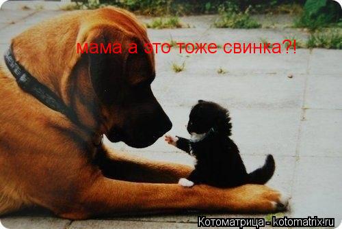 мама а это тоже свинка?!... Котоматрица: мама а это тоже свинка?!