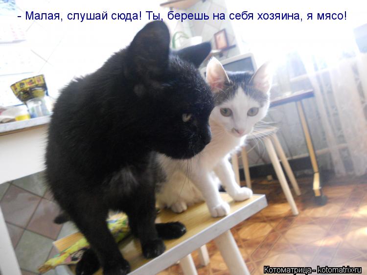 - Малая, слушай сюда! Ты берешь на себя хозяина, я мясо! - Малая, слушай сюда! Ты, берешь на себя хо... Котоматрица: - Малая, слушай сюда! Ты берешь на себя хозяина, я мясо! - Малая, слушай сюда! Ты, берешь на себя хозяина, я мясо!