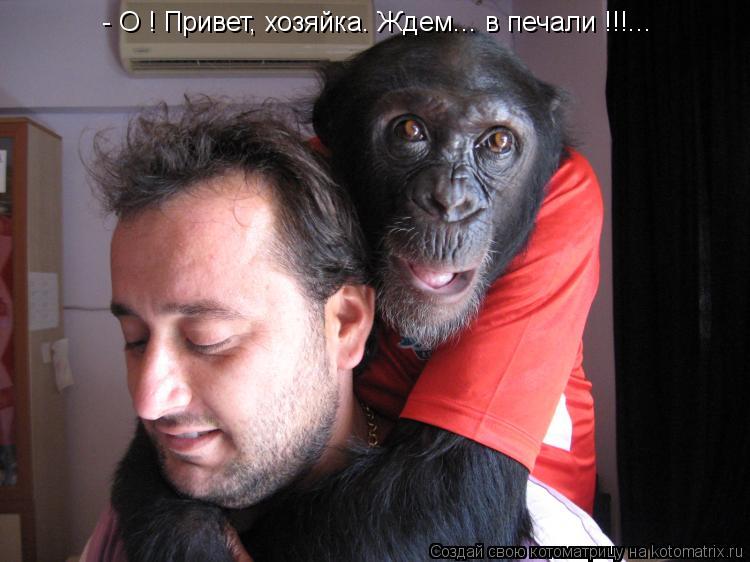 - О ! Привет, хозяйка. Ждем... в печали !!!...... Котоматрица: - О ! Привет, хозяйка. Ждем... в печали !!!...