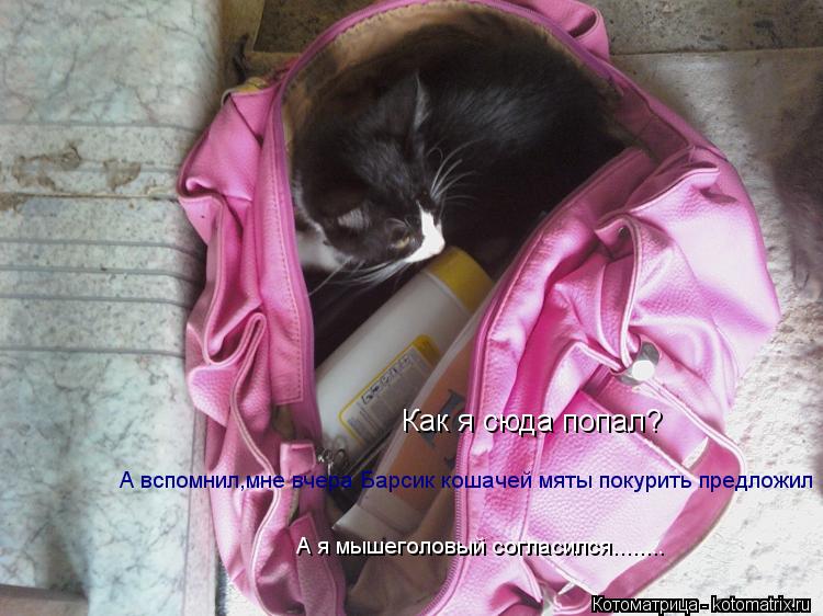 Как я сюда попал? А вспомнил,мне вчера Барсик кошачей мяты покурить предложил А я мышеголовый согласи... Котоматрица: Как я сюда попал? А вспомнил,мне вчера Барсик кошачей мяты покурить предложил А я мышеголовый согласился........