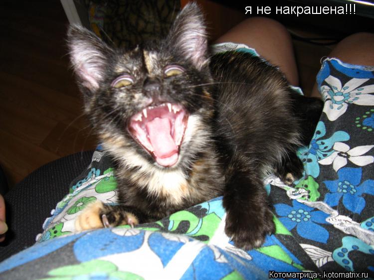 я не накрашена!!!... Котоматрица: я не накрашена!!!
