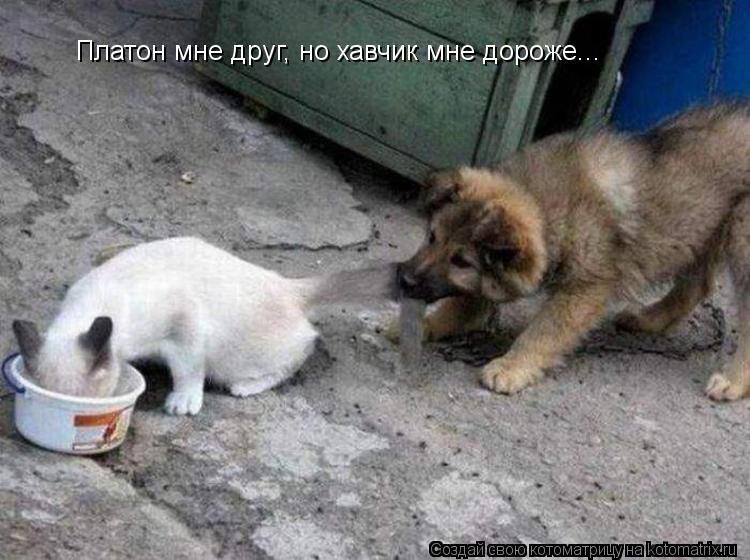 Платон мне друг, но хавчик мне дороже...... Котоматрица: Платон мне друг, но хавчик мне дороже...