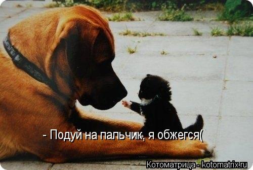 - Подуй на пальчик, я обжегся(... Котоматрица: - Подуй на пальчик, я обжегся(
