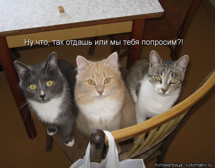 Ну что, так отдашь или мы тебя попросим?!... Котоматрица: Ну что, так отдашь или мы тебя попросим?!