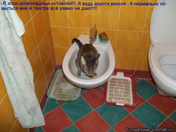 Котоматрица: -Я,злой,кровожадный котовлей!!! Я ведь моюся,моюся...А нормально по- мыться мне в театре всё равно не дают!!!