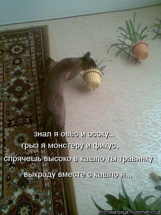 Котоматрица: спрячешь высоко в кашпо ты травинку знал я овёс и осоку... грыз я монстеру и фикус, выкраду вместе с кашпо я...