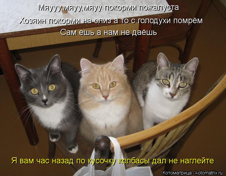 Котоматрица: Хозяин покорми на слиз а то с голодухи помрём Сам ешь а нам не даёшь Мяууу,мяуу,мяуу покорми пожалуста Я вам час назад по кусочку колбасы дал