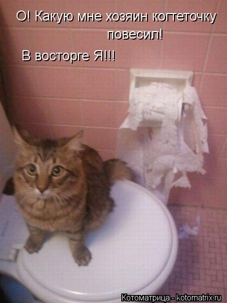 О! Какую мне хозяин когтеточку повесил! В восторге Я!!!... Котоматрица: О! Какую мне хозяин когтеточку повесил! В восторге Я!!!