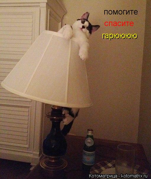 Котоматрица: помогите спасите гарюююю