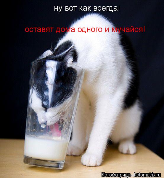 ну вот как всегда! оставят дома одного и мучайся!... Котоматрица: ну вот как всегда! оставят дома одного и мучайся!