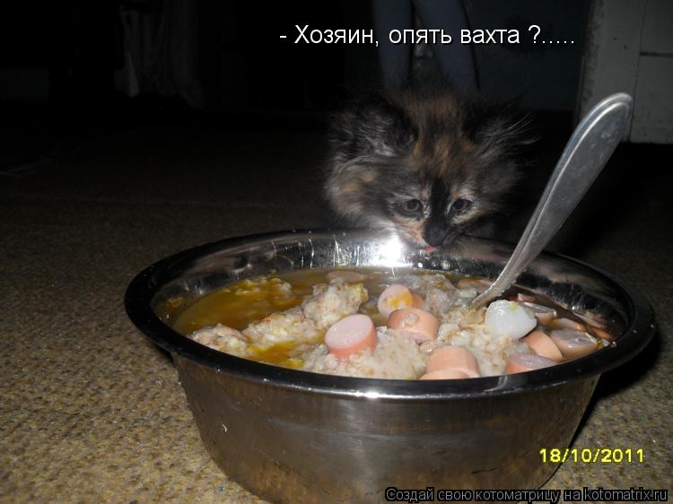 - Хозяин, опять вахта ?........ Котоматрица: - Хозяин, опять вахта ?.....