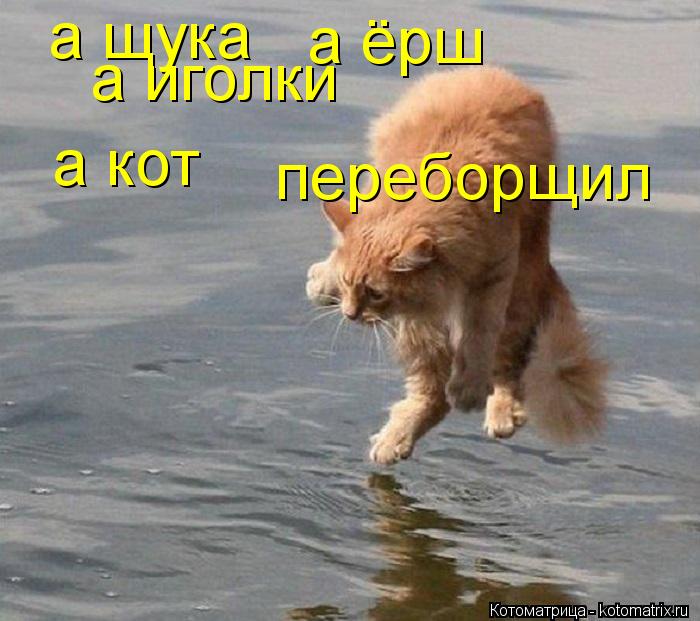а щука а ёрш а иголки а кот переборщил... Котоматрица: а щука а ёрш а иголки а кот переборщил