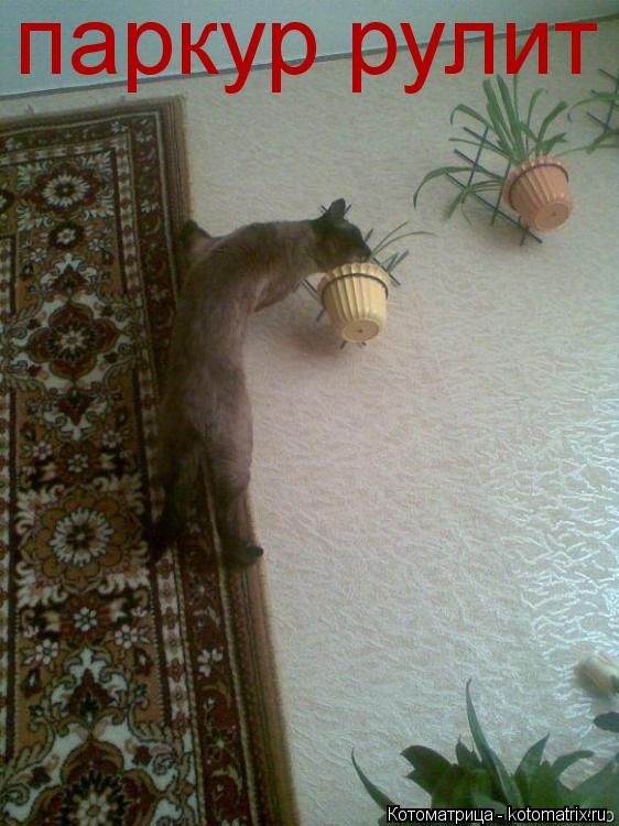 Котоматрица: паркур рулит