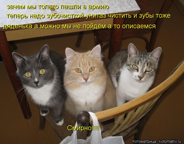 Смирно!!!! зачем я только пашол в армию теперь надо зубочисткой унитаз чистить и зубы тоже зачем мы т... Котоматрица: Смирно!!!! зачем я только пашол в армию теперь надо зубочисткой унитаз чистить и зубы тоже зачем мы только пашли в армию теперь надо зубочист