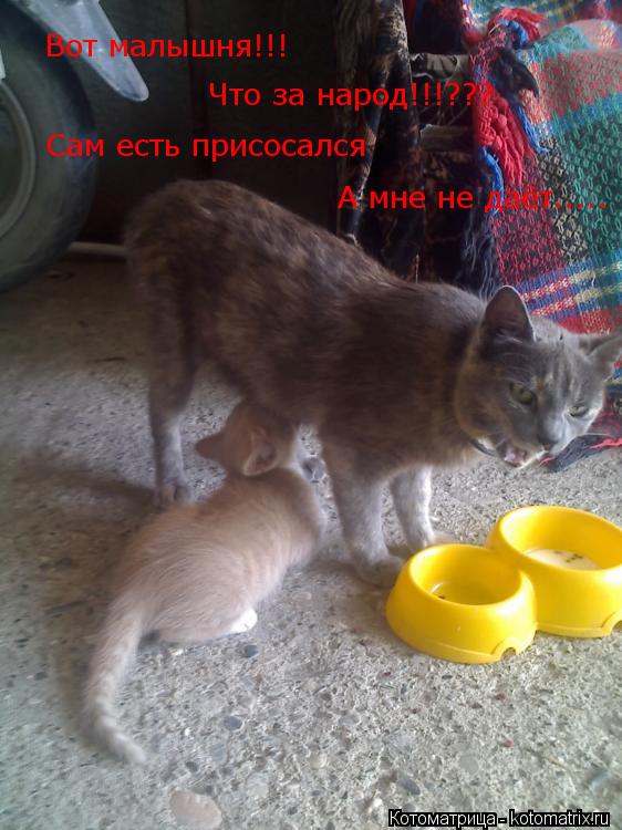 Вот малышня!!! Что за народ!!!??? Сам есть присосался А мне не даёт........ Котоматрица: Вот малышня!!! Что за народ!!!??? Сам есть присосался А мне не даёт.....