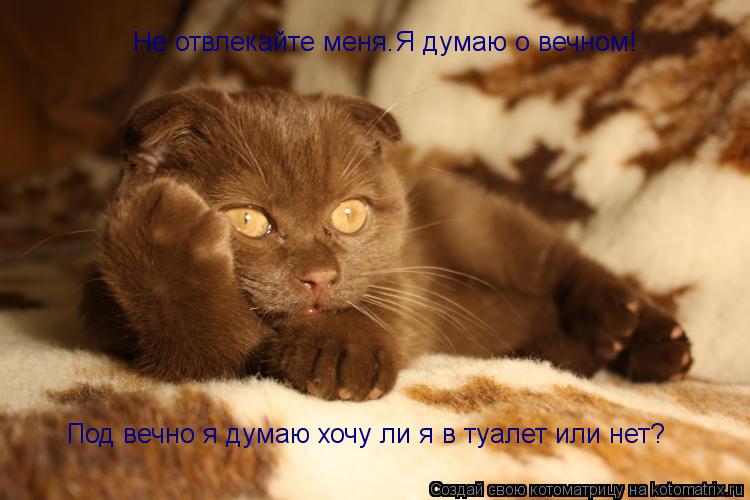 Не отвлекайте меня.Я думаю о вечном! Под вечно я думаю хочу ли я в туалет или нет?... Котоматрица: Не отвлекайте меня.Я думаю о вечном! Под вечно я думаю хочу ли я в туалет или нет?