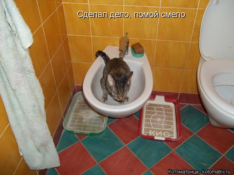 Сделал дело, помой смело... Котоматрица: Сделал дело, помой смело