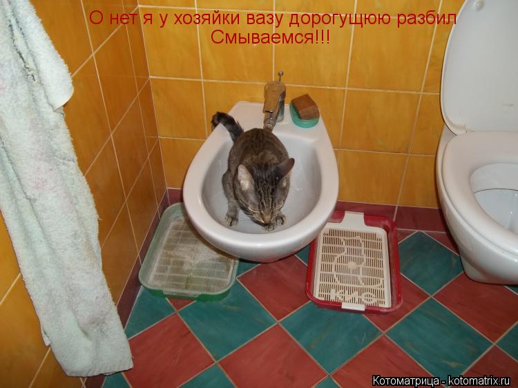 Котоматрица: О нет я у хозяйки вазу дорогущюю разбил Смываемся!!!