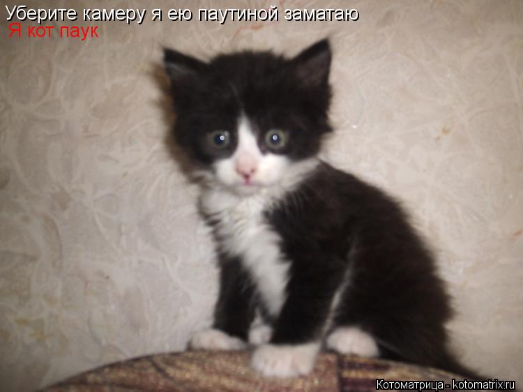 Уберите камеру я ею паутиной заматаю Я кот паук... Котоматрица: Уберите камеру я ею паутиной заматаю Я кот паук