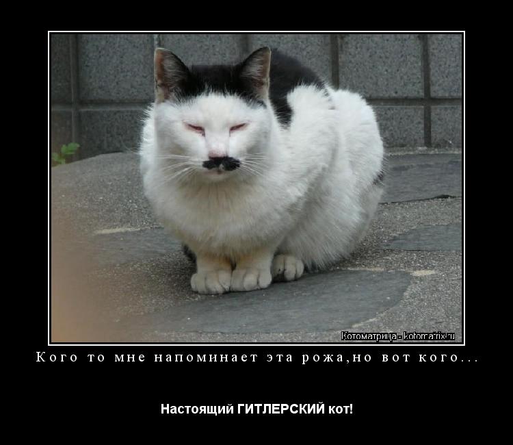 Кого то мне напоминает эта рожа,но вот кого... Настоящий ГИТЛЕРСКИЙ кот!... Котоматрица: Кого то мне напоминает эта рожа,но вот кого... Настоящий ГИТЛЕРСКИЙ кот!