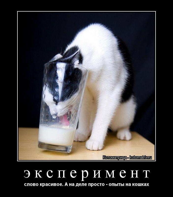 эксперимент слово красивое. А на деле просто - опыты на кошках... Котоматрица: эксперимент слово красивое. А на деле просто - опыты на кошках