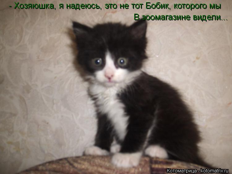 - Хозяюшка, я надеюсь, это не тот Бобик, которого мы В зоомагазине видели...... Котоматрица: - Хозяюшка, я надеюсь, это не тот Бобик, которого мы В зоомагазине видели...