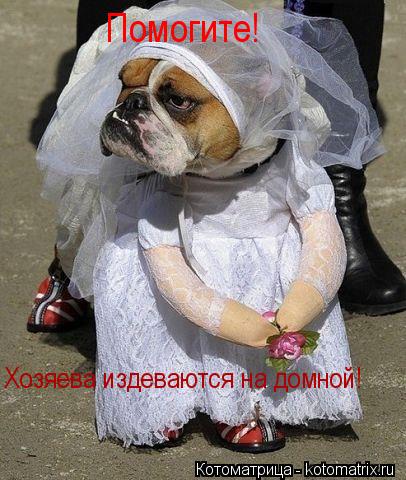 Помогите! Хозяева издеваются на домной!... Котоматрица: Помогите! Хозяева издеваются на домной!