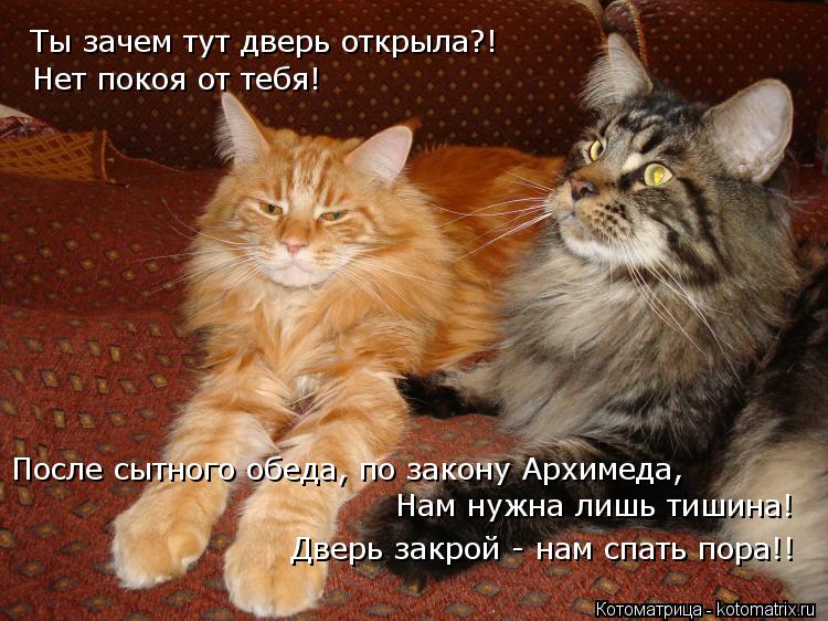 Ты зачем тут дверь открыла?! Нет покоя от тебя! После сытного обеда, по закону Архимеда, Нам нужна л... Котоматрица: Ты зачем тут дверь открыла?! Нет покоя от тебя! После сытного обеда, по закону Архимеда, Нам нужна лишь тишина! Дверь закрой - нам спать пора!!