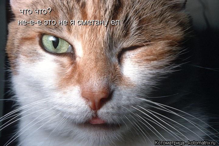 Котоматрица: что что? не-е-е это не я сметану ел