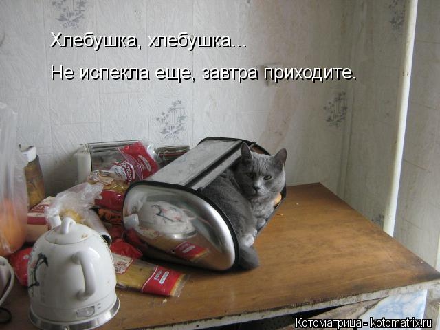 Хлебушка, хлебушка... Не испекла еще, завтра приходите.... Котоматрица: Хлебушка, хлебушка... Не испекла еще, завтра приходите.