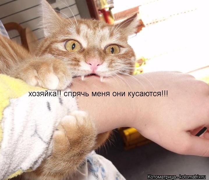 хозяйка!! спрячь меня они кусаются!!!... Котоматрица: хозяйка!! спрячь меня они кусаются!!!